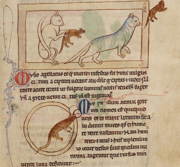illuminated script showing the cycle of a cat catching a mouse