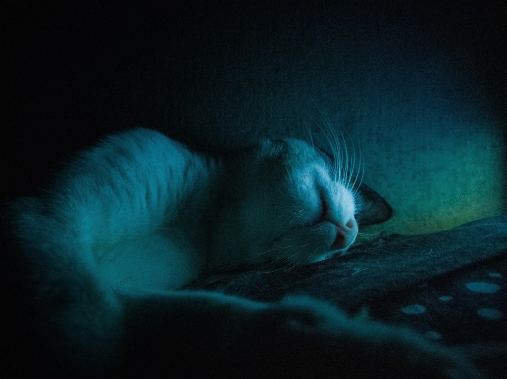 a grey and white cat sleeping on a log styled to look like they are in a dream, with green and deep blue lights behind them.