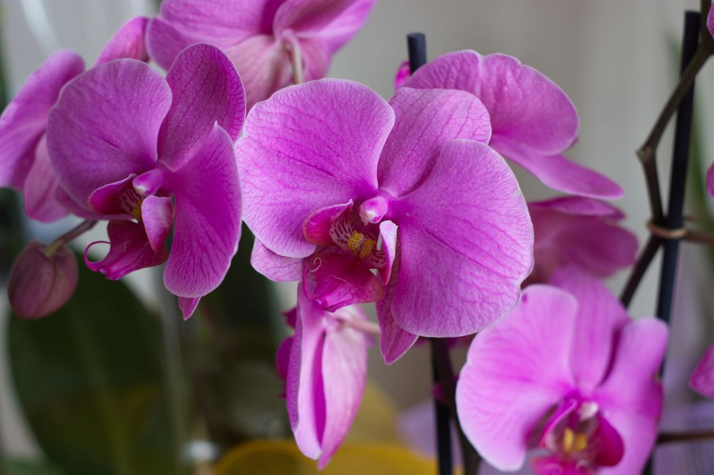 a grouping of five pale purple moth orchids