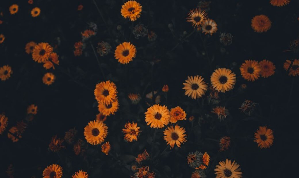 a dark background with deep yellow and cream zinnis and greenery