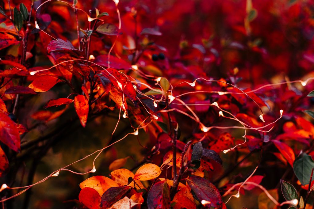 branches of damp red and orange delicate leaves with fairy lights on copper wire woven among them, evoking both coziness and a late-autumn chill