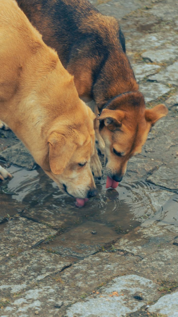 two large dogs, one tan and black, the other apricot, drink water from a puddle on a brick street