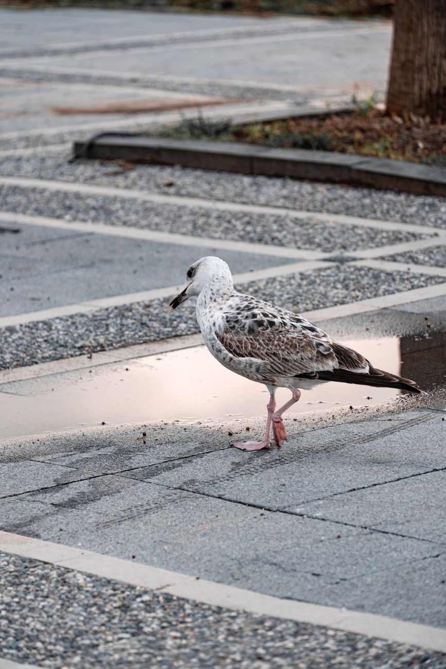 a sad seagull in a blacktop parking lot with gravel around the parking spots and a bit of a tree trunk on a gloomy day