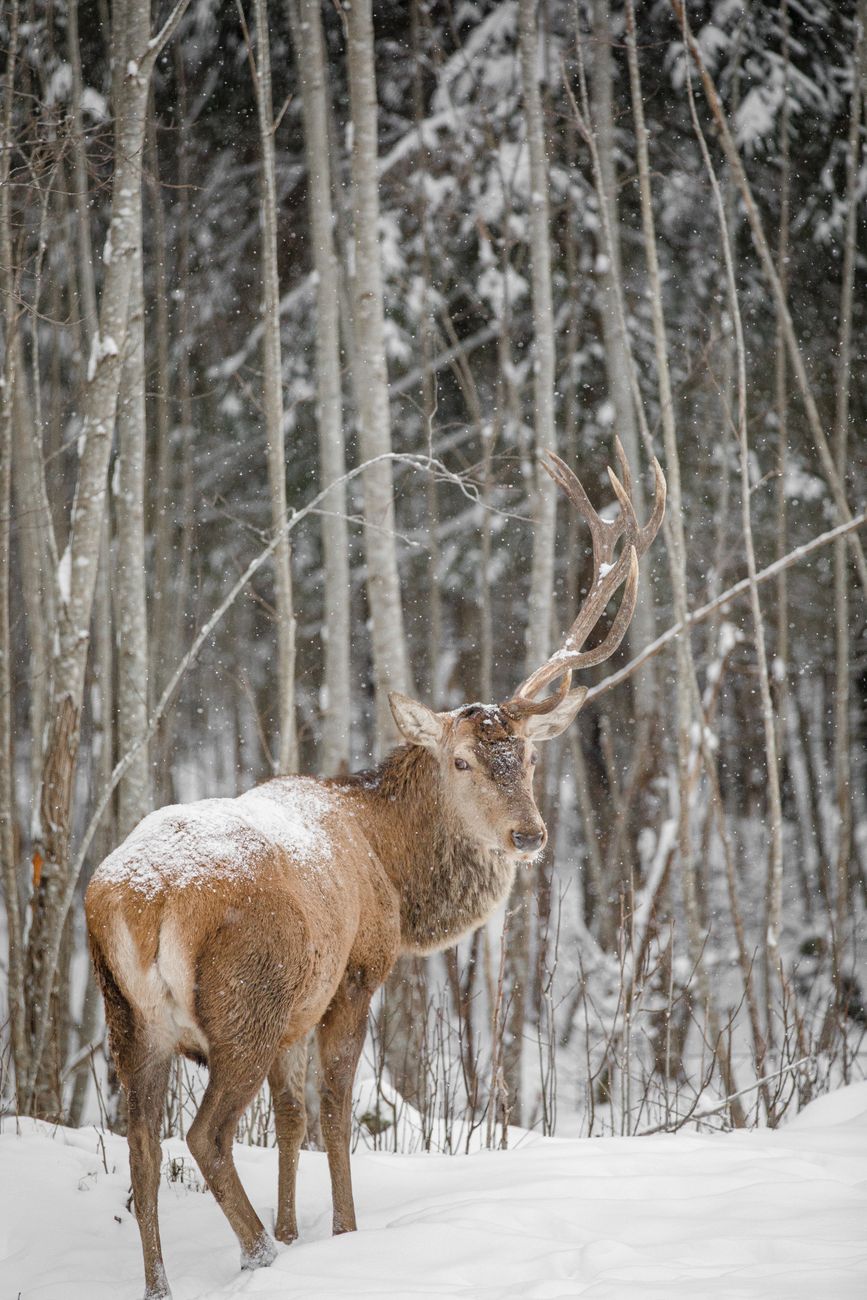 an elk with antlers looks back at the camera while standing in a bare-treed forest lightly dusted with snow.
