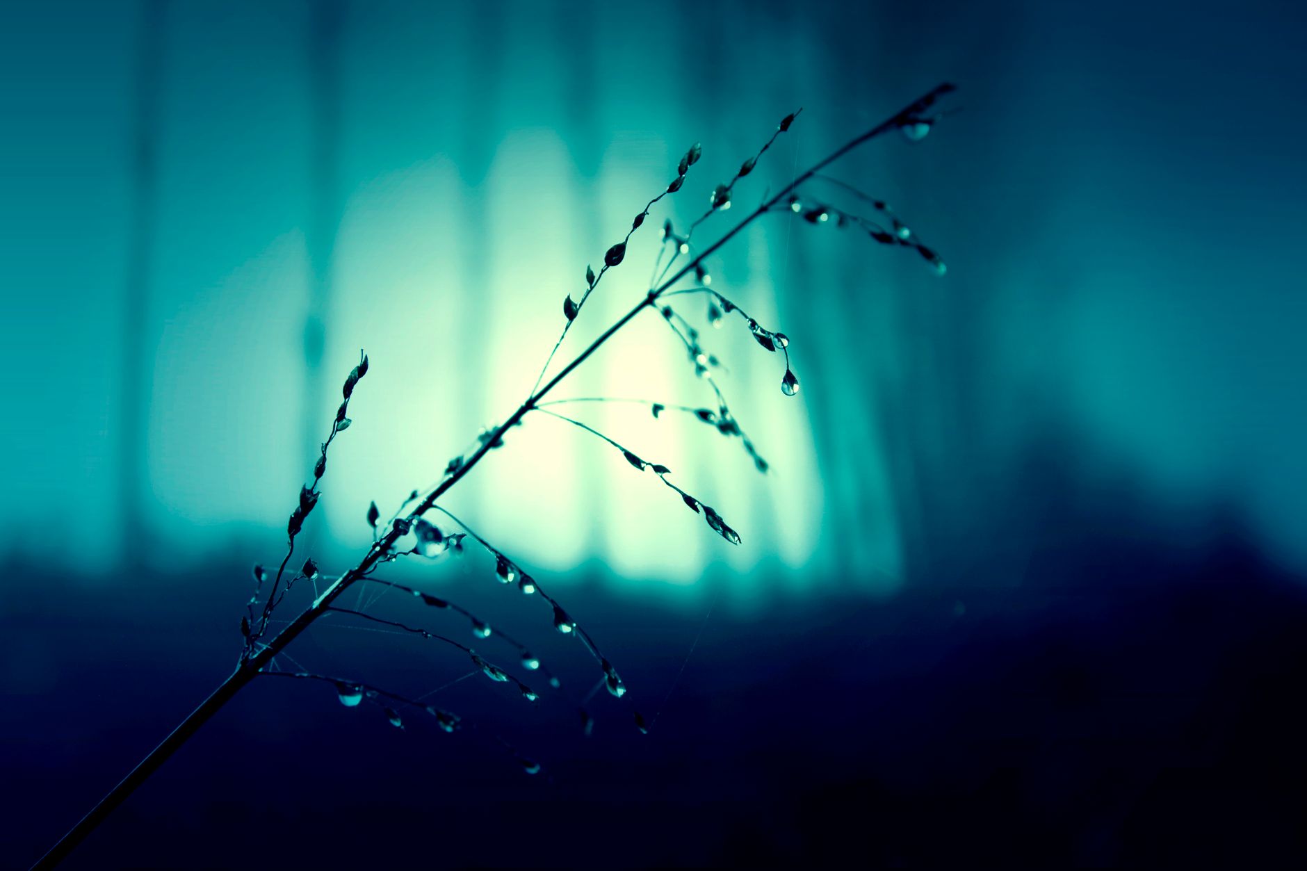 a damp weed in eerie blue moonlight